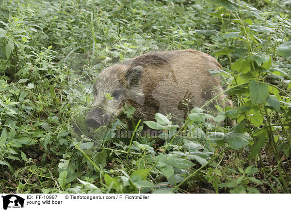 junges Wildschwein / young wild boar / FF-10997