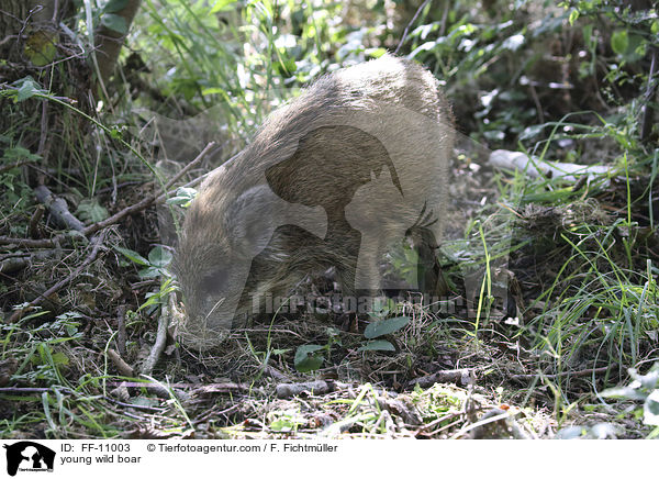 junges Wildschwein / young wild boar / FF-11003
