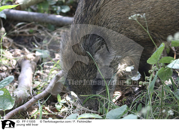 junges Wildschwein / young wild boar / FF-11005