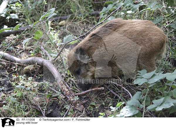 junges Wildschwein / young wild boar / FF-11008