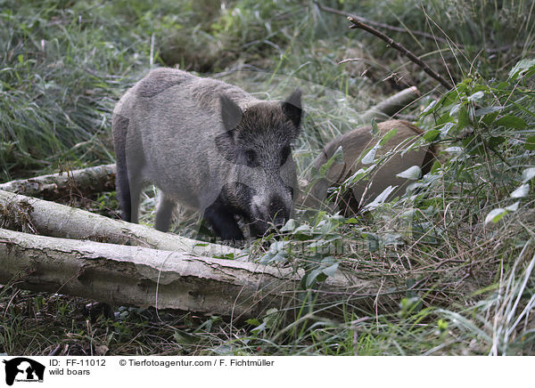 Wildschweine / wild boars / FF-11012