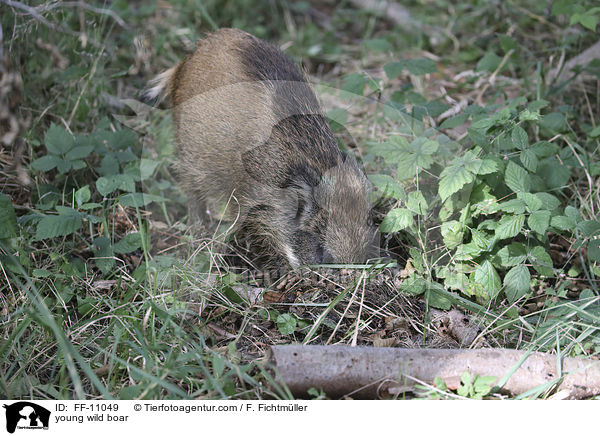 junges Wildschwein / young wild boar / FF-11049