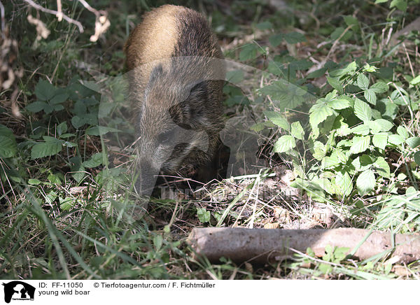 junges Wildschwein / young wild boar / FF-11050