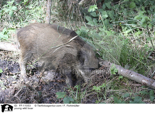 junges Wildschwein / young wild boar / FF-11053