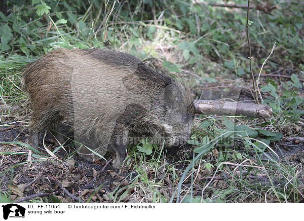 junges Wildschwein / young wild boar / FF-11054