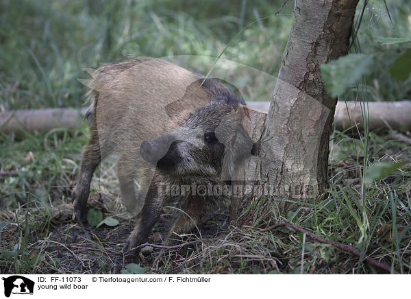 junges Wildschwein / young wild boar / FF-11073