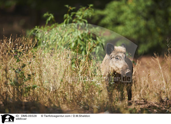 Wildschwein / wildboar / DMS-09328