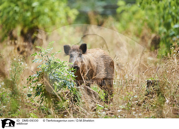 Wildschwein / wildboar / DMS-09330