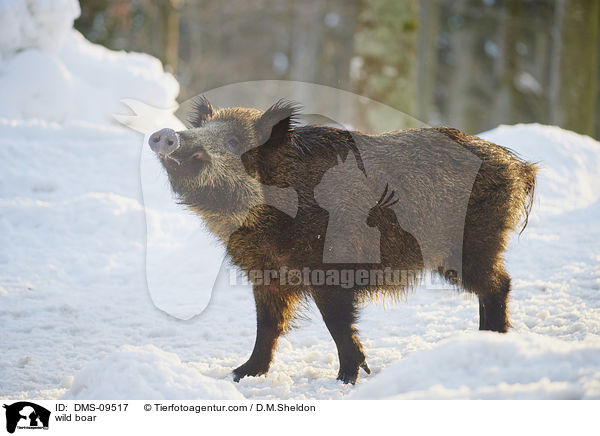 Wildschwein / wild boar / DMS-09517