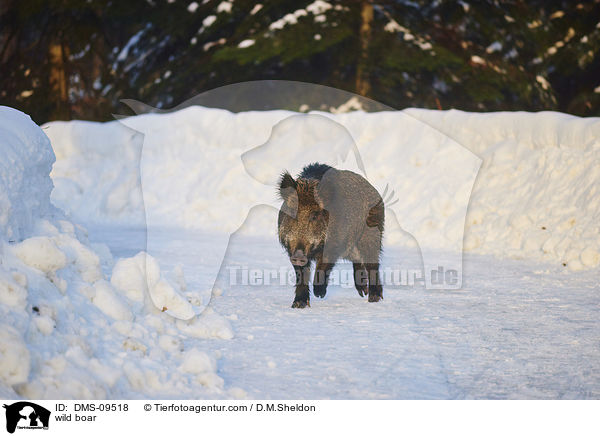 Wildschwein / wild boar / DMS-09518