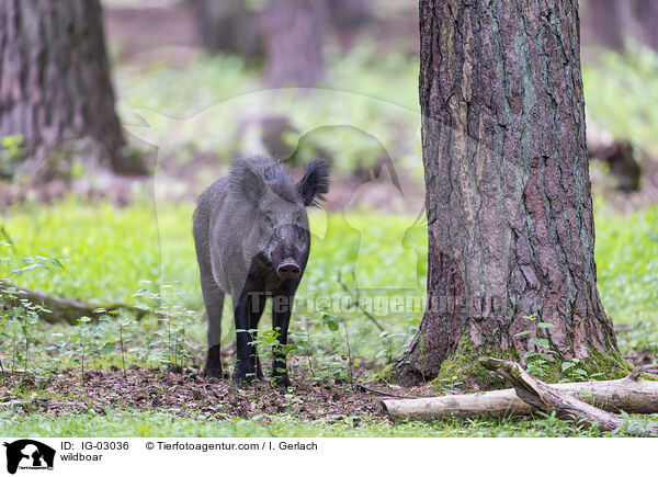 Wildschwein / wildboar / IG-03036