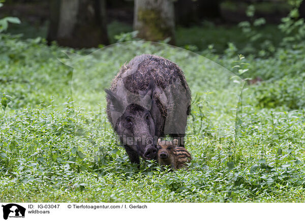 Wildschweine / wildboars / IG-03047