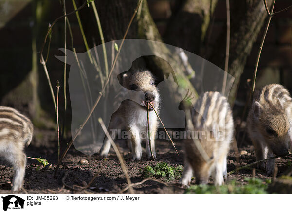 Frischlinge / piglets / JM-05293