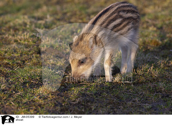 Frischling / shoat / JM-05399