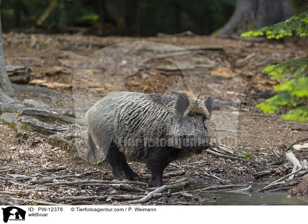 Wildschwein / wildboar / PW-12376
