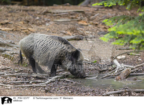 Wildschwein / wildboar / PW-12377