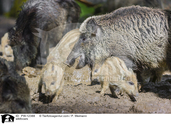 Wildschweine / wildboars / PW-12388