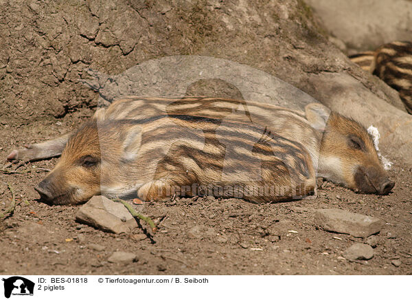 2 Frischlinge / 2 piglets / BES-01818