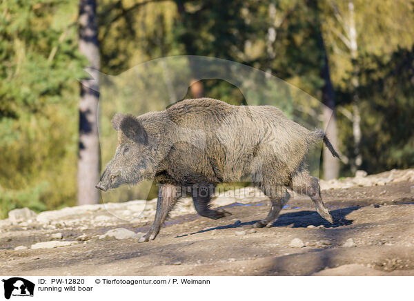 rennendes Wildschwein / running wild boar / PW-12820