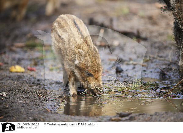 Wildschwein Frischling / wildboar shoat / DMS-10063