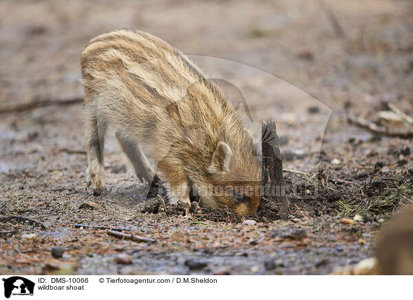 Wildschwein Frischling / wildboar shoat / DMS-10066