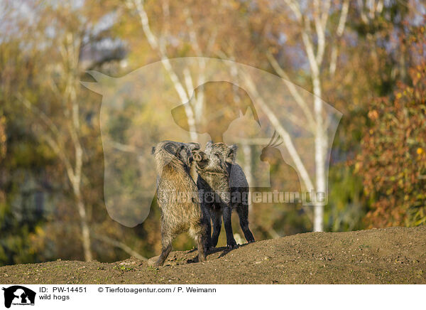 Wildschweine / wild hogs / PW-14451