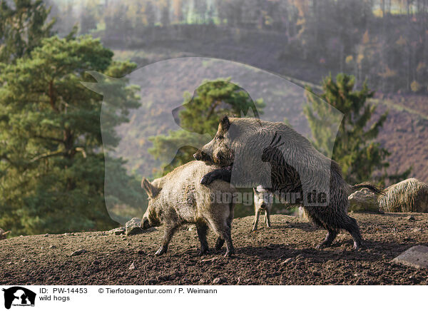 Wildschweine / wild hogs / PW-14453
