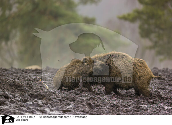 Wildschweine / wildboars / PW-14897