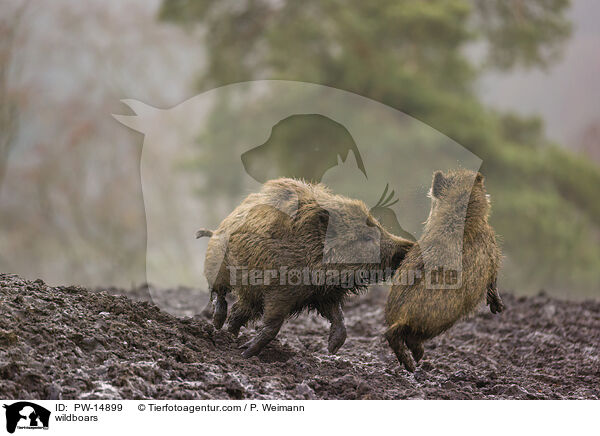 Wildschweine / wildboars / PW-14899