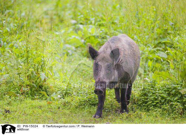 Wildschwein / wildboar / PW-15024