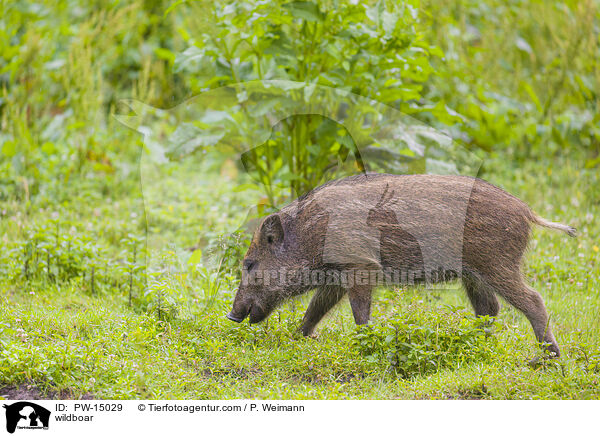 Wildschwein / wildboar / PW-15029
