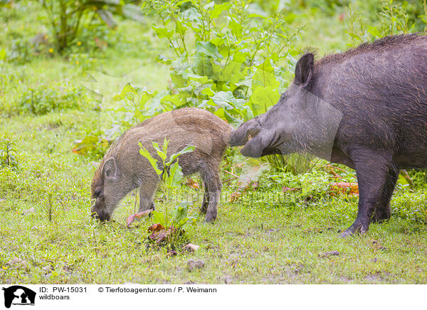 Wildschweine / wildboars / PW-15031