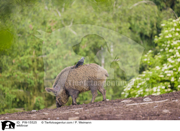 Wildschwein / wildboar / PW-15525