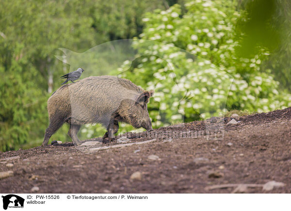 wildboar / PW-15526