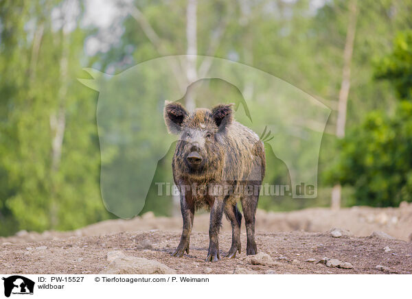 Wildschwein / wildboar / PW-15527