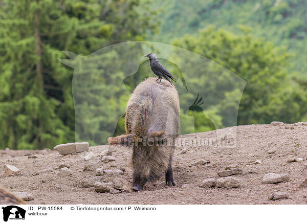 Wildschwein / wildboar / PW-15584