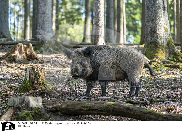 Wildschwein / Wild Boar / WS-10368