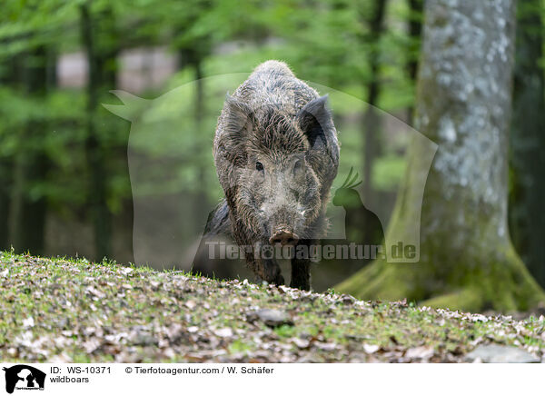 Wildschwein / wildboars / WS-10371
