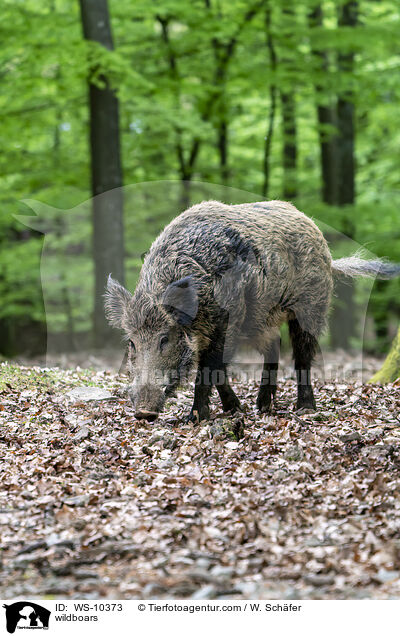 Wildschwein / wildboars / WS-10373