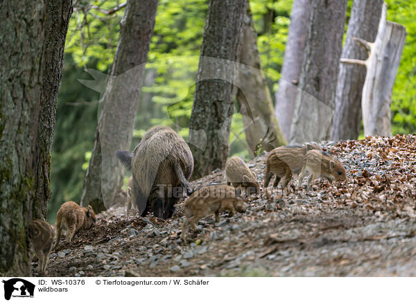 Wildschweine / wildboars / WS-10376