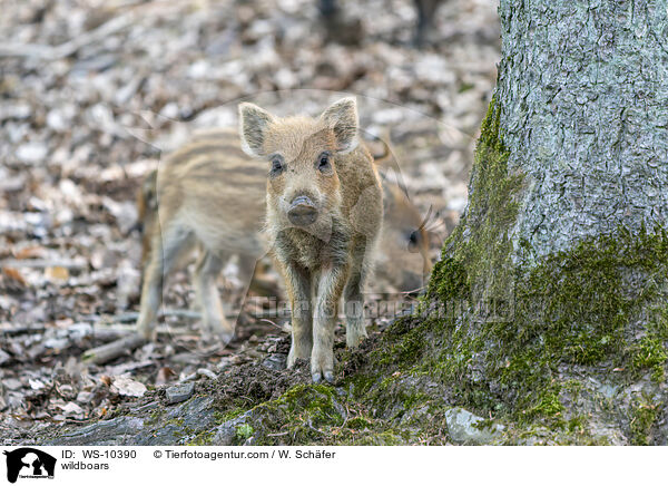Wildschweine / wildboars / WS-10390