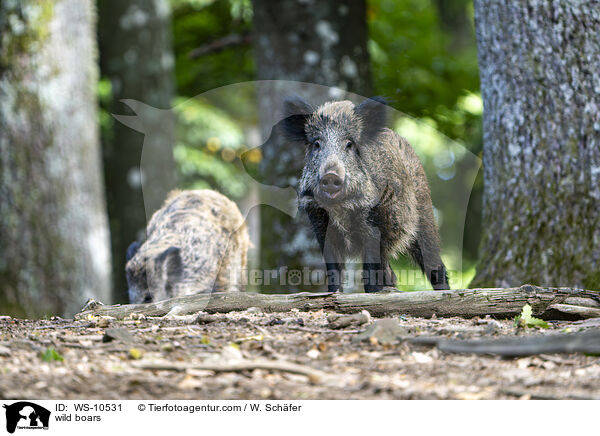 Wildschweine / wild boars / WS-10531