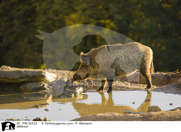 Wildschwein / wildboar / PW-16333