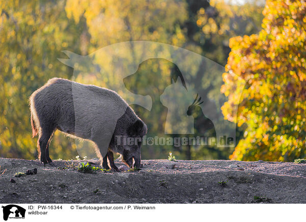 Wildschwein / wildboar / PW-16344