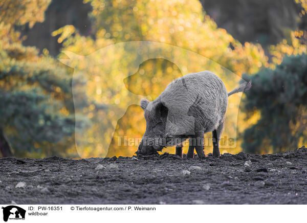 Wildschwein / wildboar / PW-16351