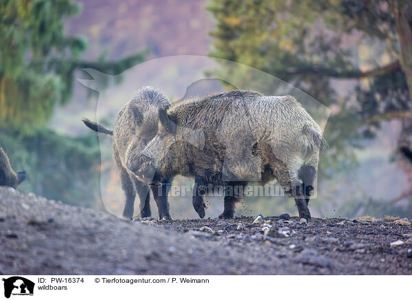 wildboars / PW-16374