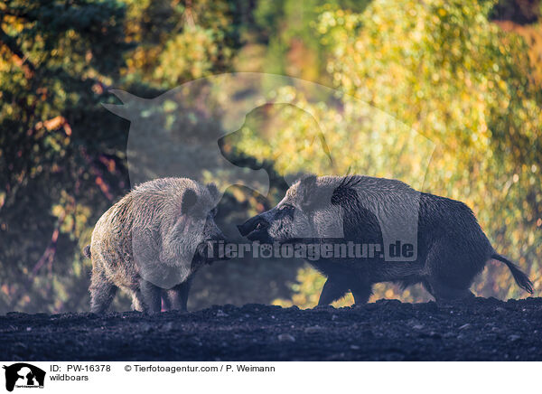 Wildschweine / wildboars / PW-16378