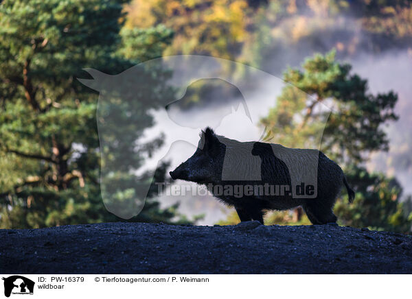 Wildschwein / wildboar / PW-16379