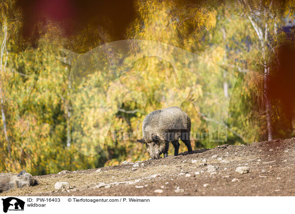 Wildschwein / wildboar / PW-16403