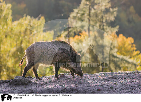 wildboar / PW-16418